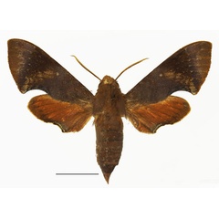 /filer/webapps/moths/media/images/A/argyropeza_Temnora_AF_Basquin.jpg