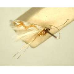 /filer/webapps/moths/media/images/C/chionopa_Phyllonorycter_HT_TMSA6496.jpg