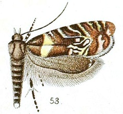 /filer/webapps/moths/media/images/G/grapholithoides_Glyphipterix_HT_Walsingham_5-53.jpg