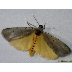 /filer/webapps/moths/media/images/O/ostentata_Sommeria_A_Liebenberg_02.jpg