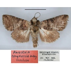 /filer/webapps/moths/media/images/C/congolensis_Abrostola_HT_RMCA.jpg