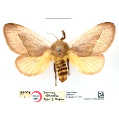 /filer/webapps/moths/media/images/A/albicosta_Somara_HT_BMNH_cVWJyT6.jpg