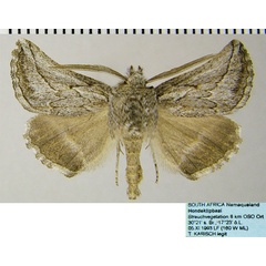 /filer/webapps/moths/media/images/S/sectilis_Drepanogynis_AM_ZSMa.jpg