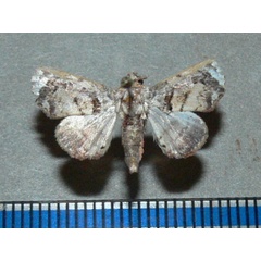 /filer/webapps/moths/media/images/L/leighi_Eutelia_A_Goffa_01.jpg