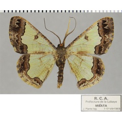 /filer/webapps/moths/media/images/C/cucharita_Zamarada_AF_ZSM.jpg