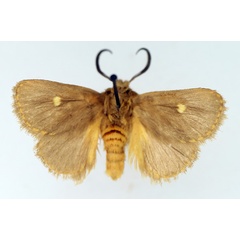 /filer/webapps/moths/media/images/M/marginata_Cosuma_AM_TMSA.jpg