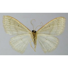 /filer/webapps/moths/media/images/A/abolita_Scopula_PTF_ZSMb.jpg