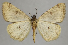 /filer/webapps/moths/media/images/G/guichardi_Xylopteryx_AM_ZSMb.jpg