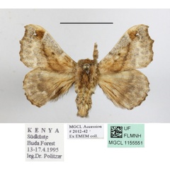 /filer/webapps/moths/media/images/O/ochraceipeinnis_Racinoa_A_MGCLa_01.JPG