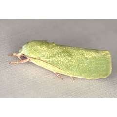 /filer/webapps/moths/media/images/I/insulana_Earias_A_Heyns_04.jpg