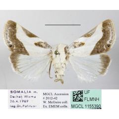 /filer/webapps/moths/media/images/N/nitidula_Acontia_A_MGCLa_01.JPG