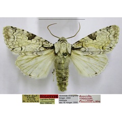 /filer/webapps/moths/media/images/N/niveogrisea_Acronicta_HT_TMSA.jpg
