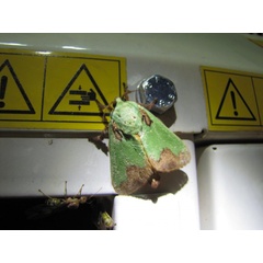 /filer/webapps/moths/media/images/C/chrysopa_Latoia_A_Stanton.jpg