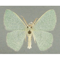 /filer/webapps/moths/media/images/I/immaculata_Prasinocyma_AM_TMSA.jpg