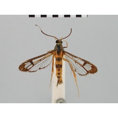 /filer/webapps/moths/media/images/L/leucocera_Chamanthedon_HT_BMNH.jpg