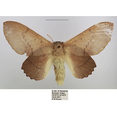 /filer/webapps/moths/media/images/C/cymographa_Stenophatna_AF_TMSA_01.jpg