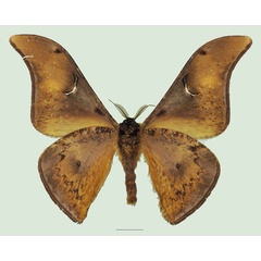 /filer/webapps/moths/media/images/P/perfulvastra_Dogoia_AM_Basquin_02b.jpg