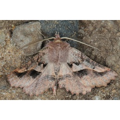 /filer/webapps/moths/media/images/S/sinuata_Drepanogynis_M_Heyns_01.JPG