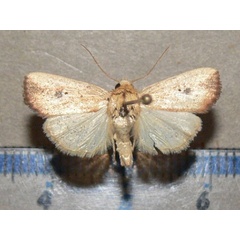 /filer/webapps/moths/media/images/B/brantsii_Mythimna_A_Goffa_01.jpg