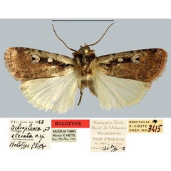 /filer/webapps/moths/media/images/E/elevata_Ochropleura_HT_MNHN.jpg