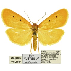 /filer/webapps/moths/media/images/C/cornutissima_Cyana_HT_ANHRT.jpg
