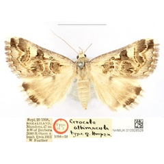 /filer/webapps/moths/media/images/A/albimacula_Cerocala_AT_BMNH_bGspZcE.jpg