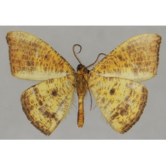 /filer/webapps/moths/media/images/D/diffusata_Milocera_AM_ZSMb.jpg