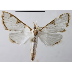 /filer/webapps/moths/media/images/B/biangularis_Cirrhochrista_HT_ZSMa.jpg