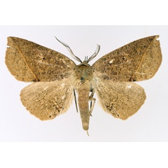 /filer/webapps/moths/media/images/A/amaponda_Ugia_AM_TMSA_02.jpg