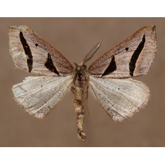 /filer/webapps/moths/media/images/A/anguinata_Pseudomaenas_AM_Butler.jpg