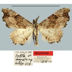 /filer/webapps/moths/media/images/M/mazoatra_Sophta_HT_MNHN.jpg