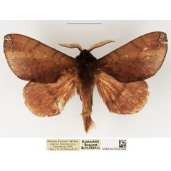 /filer/webapps/moths/media/images/P/punctillata_Europtera_AM_NHMUK.jpg
