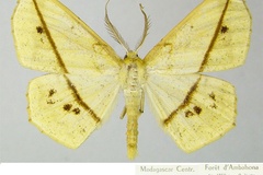 Psilocerea phrynogyna