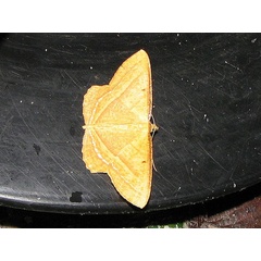 /filer/webapps/moths/media/images/F/fulvescens_Melinoessa_A_Goff_02.jpg