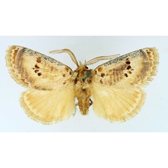 /filer/webapps/moths/media/images/S/sulcata_Lepidorytis_AM_TMSA.jpg