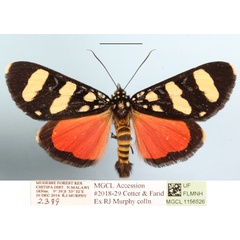 /filer/webapps/moths/media/images/A/atriventralis_Heraclia_A_MGCLa_02.JPG