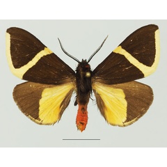 /filer/webapps/moths/media/images/L/laeta_Fodinoidea_AM_Basquina.jpg