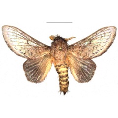 /filer/webapps/moths/media/images/D/danieli_Leptometa_PTM_Mueller_02.jpg