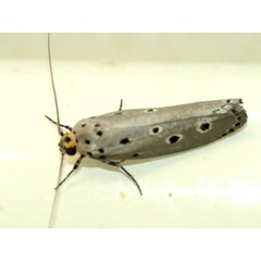 /filer/webapps/moths/media/images/C/circumdatellus_Ethmia_A_Sydes.jpg