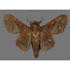 /filer/webapps/moths/media/images/B/bradyi_Mimopacha_PTM_Mueller_02.jpg