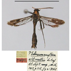 /filer/webapps/moths/media/images/A/albiventris_Ichneumenoptera_HT_MNHN.jpg