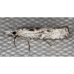 /filer/webapps/moths/media/images/S/sparsellus_Crambus_A_Heyns.jpg