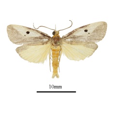 /filer/webapps/moths/media/images/L/leucotriangula_Haplosindris_AM_ANHRTa.JPG