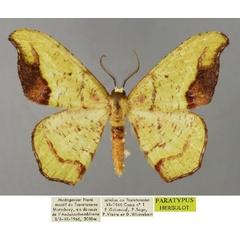 /filer/webapps/moths/media/images/T/tornifusca_Hypocoela_PT_ZSM_01.jpg