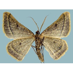 /filer/webapps/moths/media/images/C/carnea_Palaeaspilates_AM_ZSMb.jpg