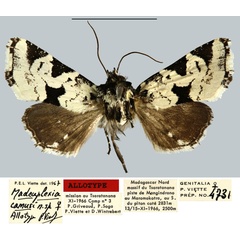 /filer/webapps/moths/media/images/C/camusi_Madeuplexia_AT_MNHN.jpg