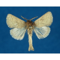 /filer/webapps/moths/media/images/K/kobesi_Metarbela_PTM_ZMHB.jpg