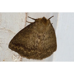 /filer/webapps/moths/media/images/D/despecta_Lichenopteryx_AM_Riddella.jpg