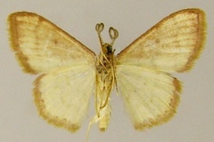 Scopula rubrosignaria rubrosignaria