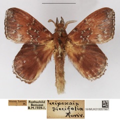 /filer/webapps/moths/media/images/R/rufobrunnea_Leipoxais_AM_NHMUK.jpg